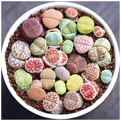       Lithops mix 10 .  -     , -,   