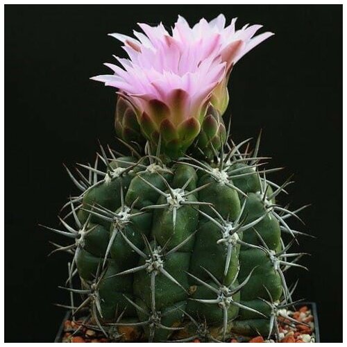       Gymnocalycium achirasense v. kainradliae GN 90-270/866 10 .  -     , -,   