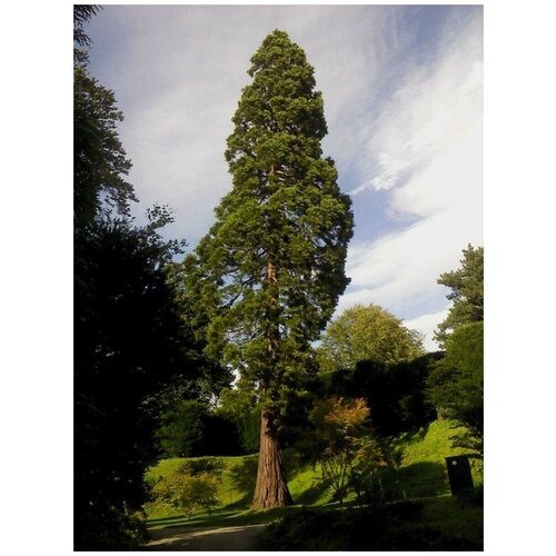      (Sequoia sempervirens), 60   -     , -,   