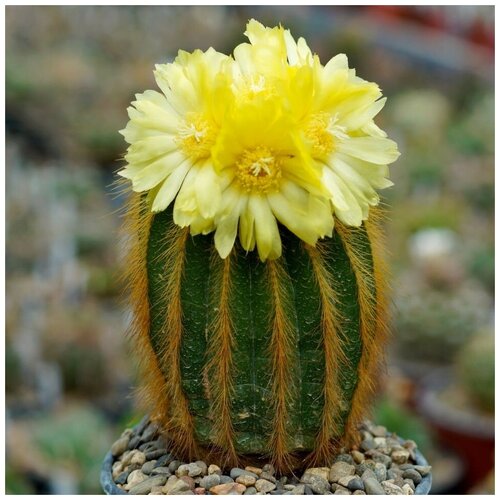       Eriocactus warasii 10 .  -     , -,   