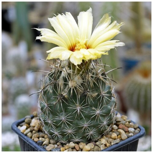       Coryphantha obscura SB-714 10 .  -     , -,   