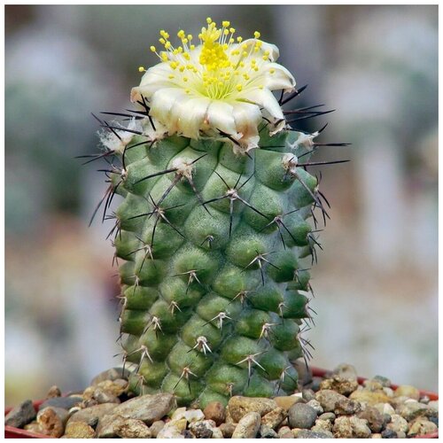       Copiapoa montana FR-522 10 .  -     , -,   