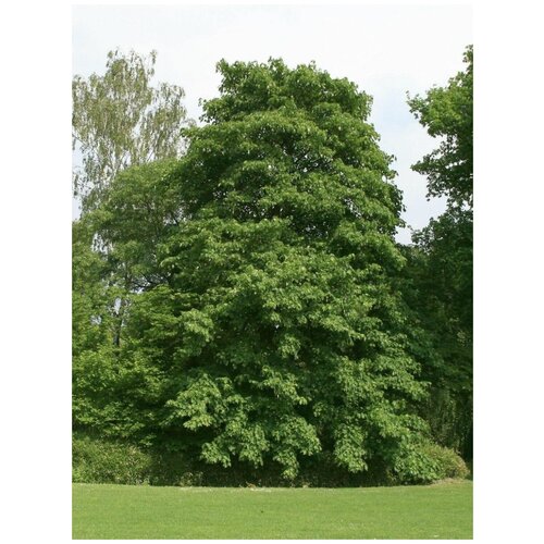      (Acer velutinum), 10   -     , -,   