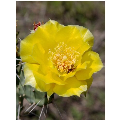        (Opuntia humifusa), 10   -     , -,   