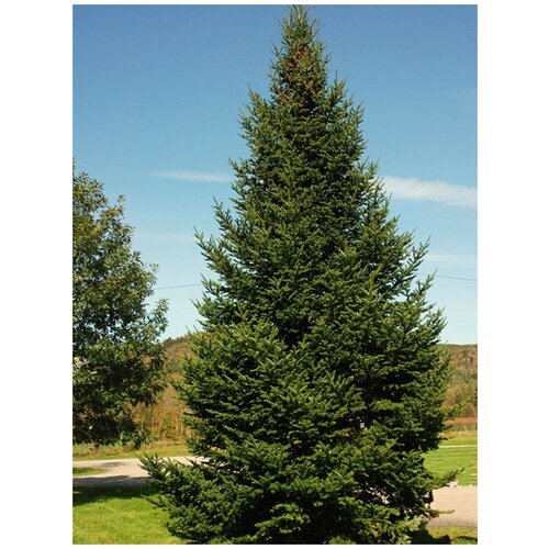      (Abies balsamea), 30   -     , -,   