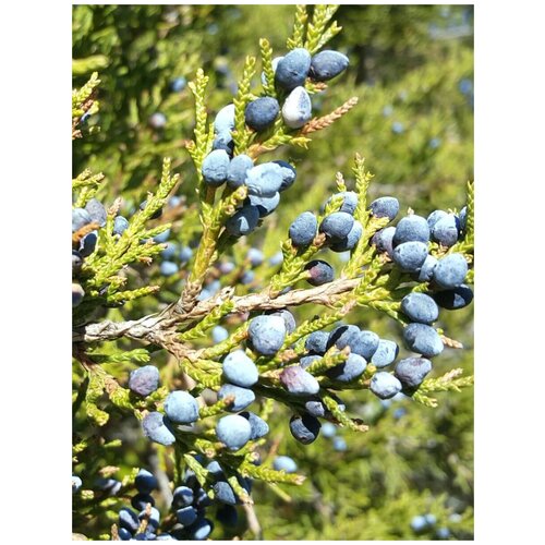      (Juniperus virginiana), 20   -     , -,   