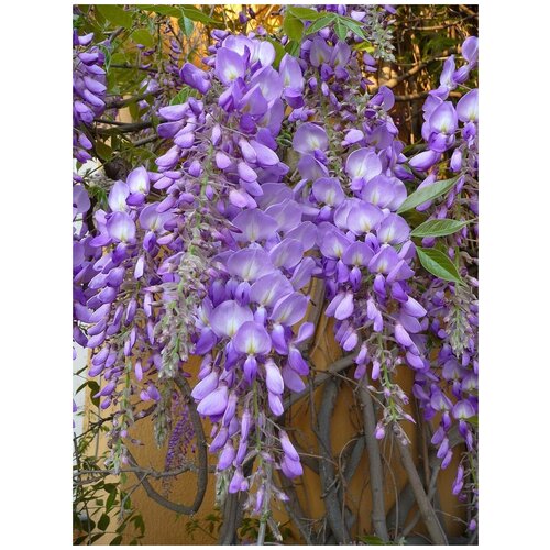      (Wisteria sinensis), 5   -     , -,   