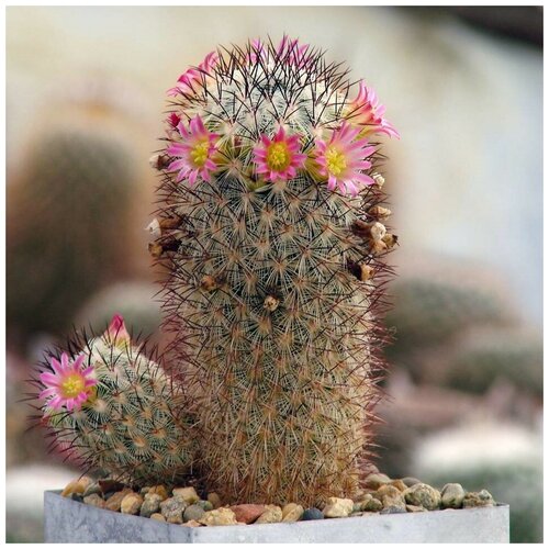       Mammillaria microchelia ML-285 10 .  -     , -,   