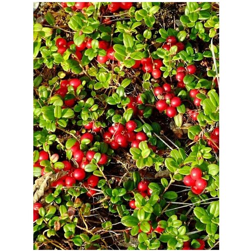      (Vaccinium vitis-idaea), 30   -     , -,   