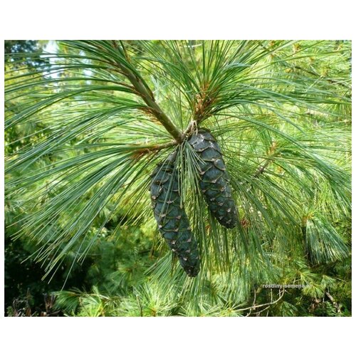     -   (. Pinus Excelsa)  15  -     , -,   