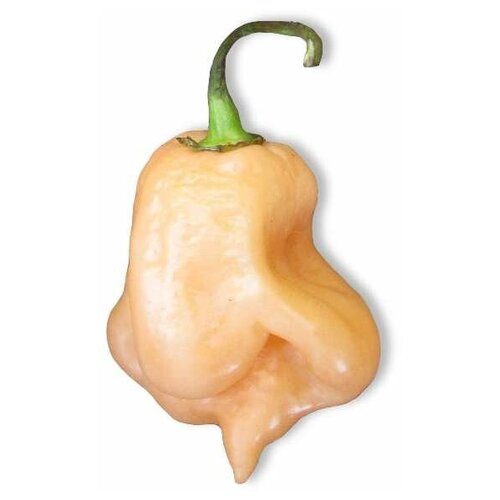     Trinidad Scorpion Peach (. Capsicum Chinense)  5  -     , -,   