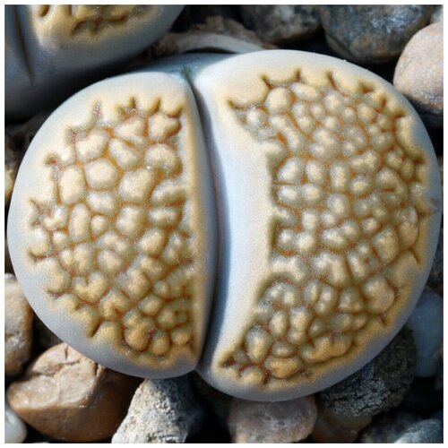       Lithops hallii C-119 10 .  -     , -,   