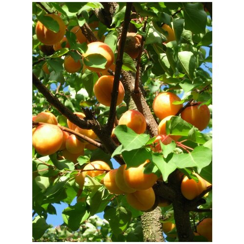      (Prunus armeniaca), 5   -     , -,   