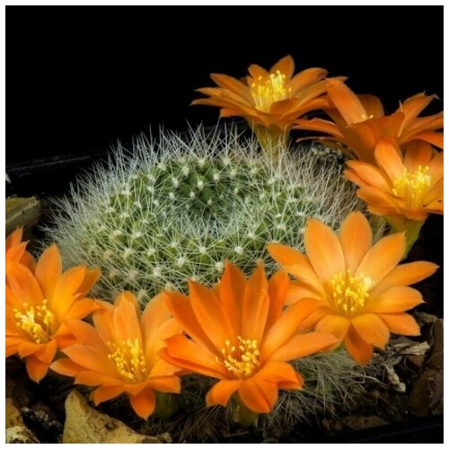       Rebutia edeltraudii RW-66 10 .  -     , -,   