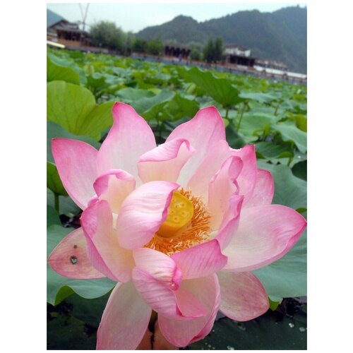      (Nelumbo nucifera), 5   -     , -,   