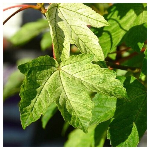     (. Acer pseudoplatanus)  25  -     , -,   