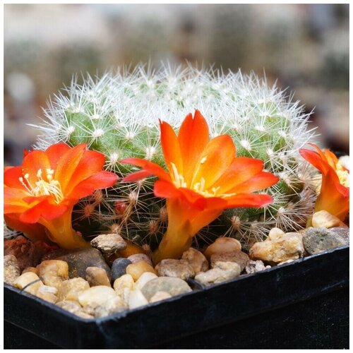       Rebutia xanthocarpa VG-105 10 .  -     , -,   