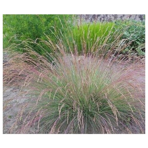     (. Festuca amethistin)  50  -     , -,   