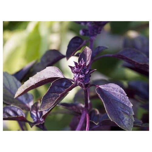     -   (. Ocimum sanctum Krishna Tulsi)  50  -     , -,   