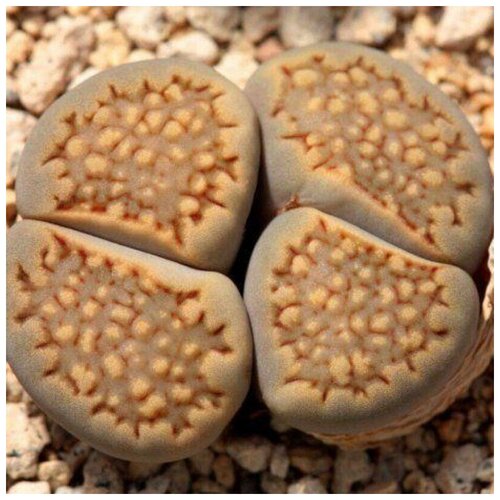       Lithops hallii C-375 10 .  -     , -,   