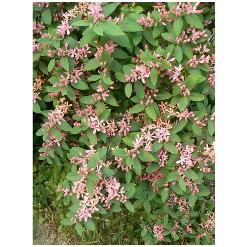      (Lonicera tatarica), 120   -     , -,   