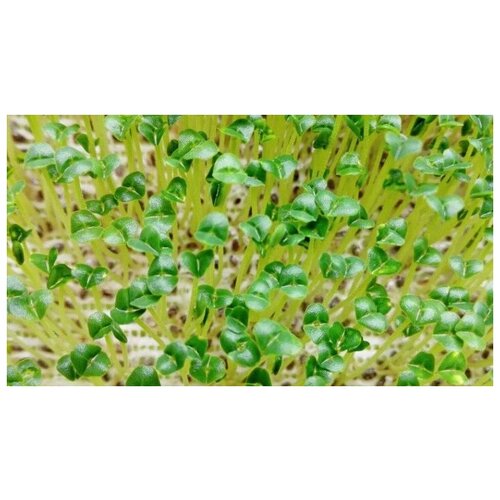     (. Salvia hispanica)  250  -     , -,   