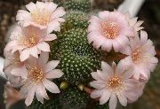 bándearg Plandaí faoi dhíon Choróin Cactus (Rebutia) grianghraf