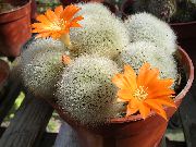 ფორთოხალი შიდა მცენარეები გვირგვინი Cactus (Rebutia) ფოტო