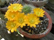 žltý Izbové Rastliny Koruna Kaktus (Rebutia) fotografie