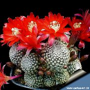 წითელი შიდა მცენარეები გვირგვინი Cactus (Rebutia) ფოტო
