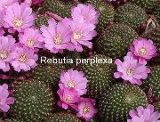 alyvinis Vidinis augalai Crown Kaktusas (Rebutia) nuotrauka