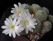 Corona Cactus bianco Impianto