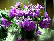 Cásca Cactus lilac Plandaí