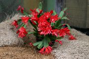 rouge Plantes d'intérieur Pâques Cactus (Rhipsalidopsis) photo