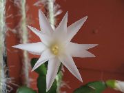 blanco Plantas de interior Cactus Pascua (Rhipsalidopsis) foto