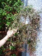 бял Стайни растения Rhipsalis  снимка