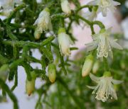 vit Krukväxter Rhipsalis  foto