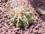 Ferocactus rouge Plante
