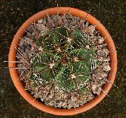 galben Plante de interior Ferocactus  fotografie