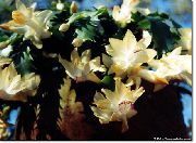 žuti Sobne biljke Božićni Kaktus (Schlumbergera) foto