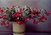 vin roșu Plante de interior Crăciun Cactus (Schlumbergera) fotografie