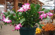 rózsaszín Szobanövények Karácsonyi Kaktusz (Schlumbergera) fénykép