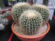 ホワイト 屋内植物 ワシの爪 (Echinocactus) フォト