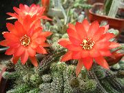 rød Indendørs planter Tidsel Kloden, Lommelygte Kaktus (Echinopsis) foto
