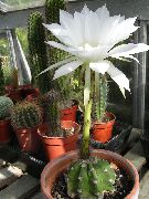 blanc Plantes d'intérieur Globe Chardon, Torche Cactus (Echinopsis) photo
