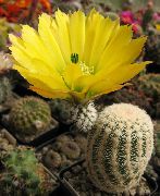 Ezis Kaktuss, Mežģīnes Kaktuss, Varavīksnes Kaktuss dzeltens Augs