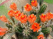 オレンジ 屋内植物 ハリネズミサボテン、レースのサボテン、虹のサボテン (Echinocereus) フォト