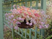 rózsaszín Szobanövények Sedum  fénykép
