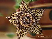 brun  Charognes Plantes, Étoiles De Mer De Fleurs, Cactus D'étoile De Mer (Stapelia) photo