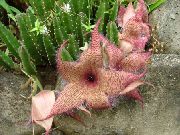 vaaleanpunainen  Raatoja Kasvi, Meritähti Kukka, Meritähti Kaktus (Stapelia) kuva